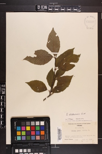 Betula alleghaniensis image