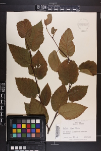 Image of Betula alajica