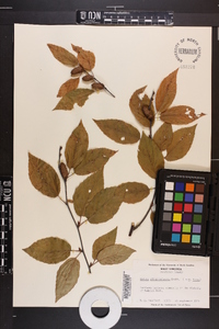 Betula alleghaniensis image