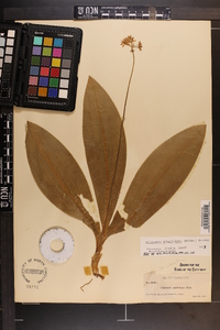 Clintonia umbellulata image