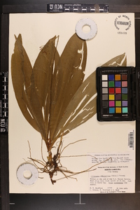 Clintonia umbellulata image