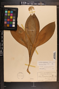 Clintonia umbellulata image