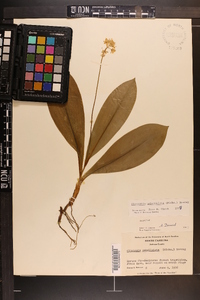 Clintonia umbellulata image