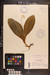 Clintonia umbellulata image