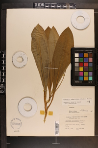Clintonia umbellulata image