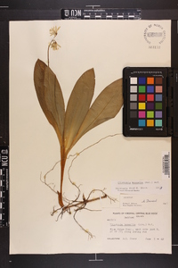 Clintonia borealis image