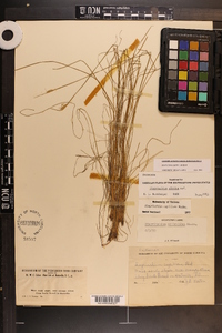 Sisyrinchium capillare image