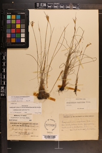 Sisyrinchium capillare image