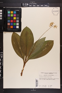 Clintonia borealis image