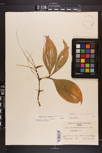 Clintonia borealis image