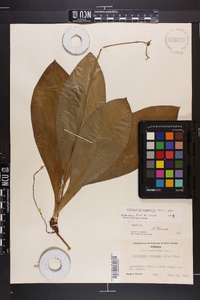 Clintonia borealis image