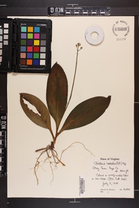 Clintonia borealis image