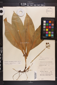 Clintonia umbellulata image