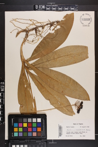 Clintonia umbellulata image