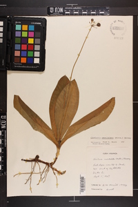 Clintonia umbellulata image