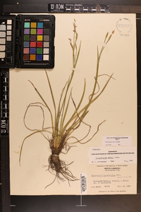 Sisyrinchium nashii image