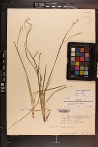 Sisyrinchium nashii image