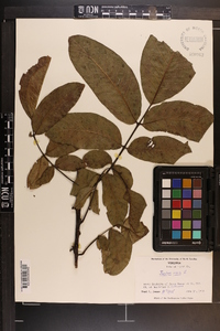 Juglans regia image