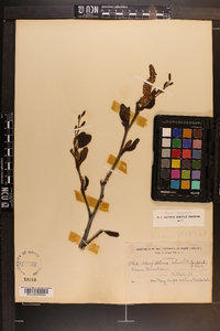 Alnus crispa image