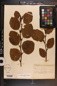 Alnus crispa image