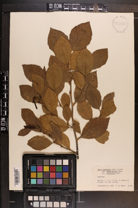 Alnus serrulata var. subelliptica image