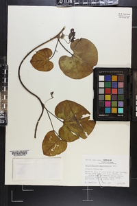 Aristolochia macrophylla image