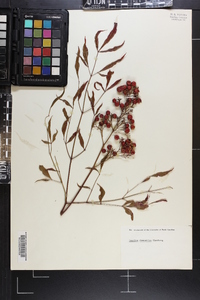 Nandina domestica image