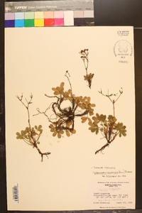 Sibbaldiopsis tridentata image