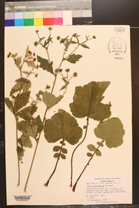 Geum geniculatum image