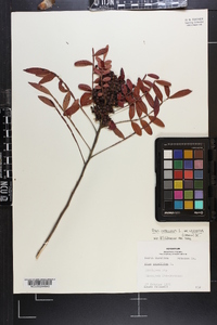 Rhus copallinum var. leucantha image