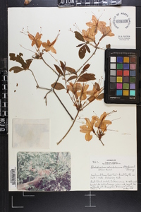 Rhododendron calendulaceum image