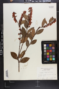 Lyonia lucida image