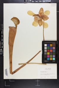 Sarracenia flava image