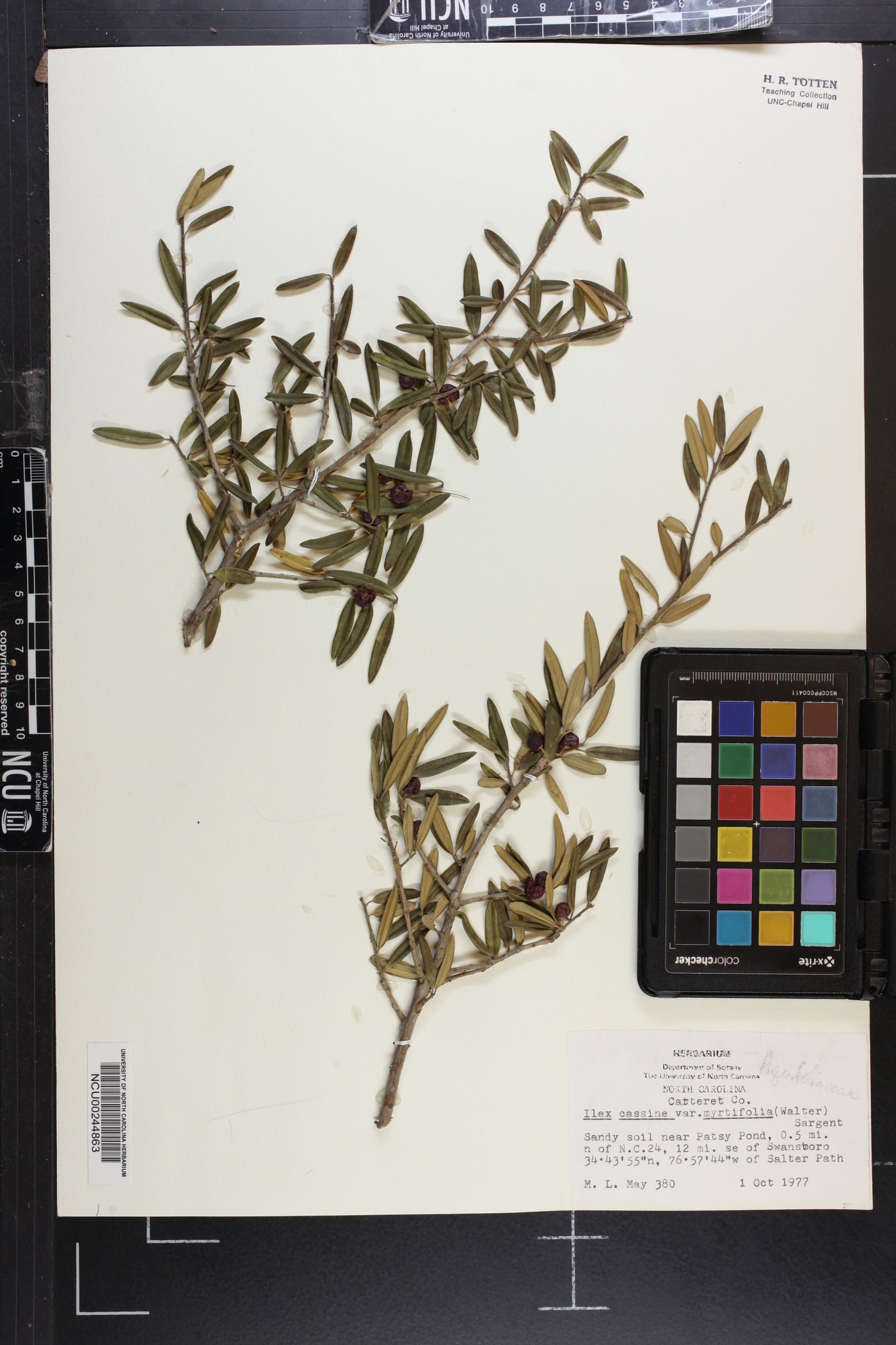 Ilex cassine var. myrtifolia image