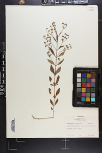 Trichostema dichotomum image