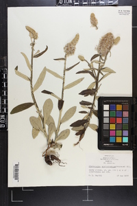 Pterocaulon pycnostachyum image