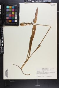 Spiranthes cernua image