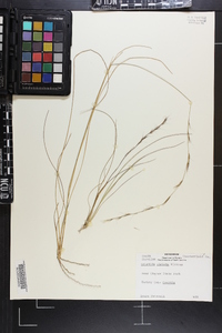 Aristida stricta image