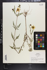 Bidens polylepis image