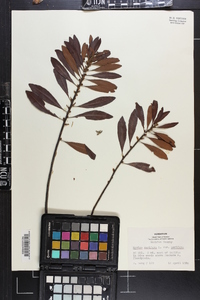 Myrica cerifera image