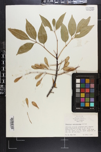 Fraxinus caroliniana image