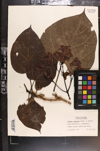 Catalpa speciosa image