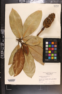 Magnolia gigantifolia image