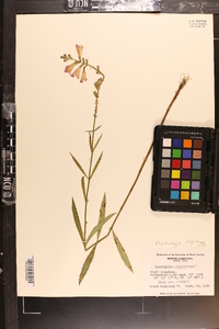 Physostegia virginiana image