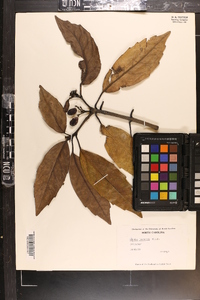 Aucuba japonica image