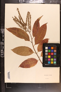 Oxydendrum arboreum image