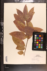 Oxydendrum arboreum image