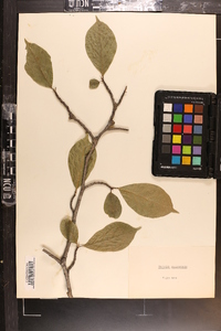 Magnolia soulangeana image