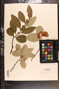 Chaenomeles japonica image