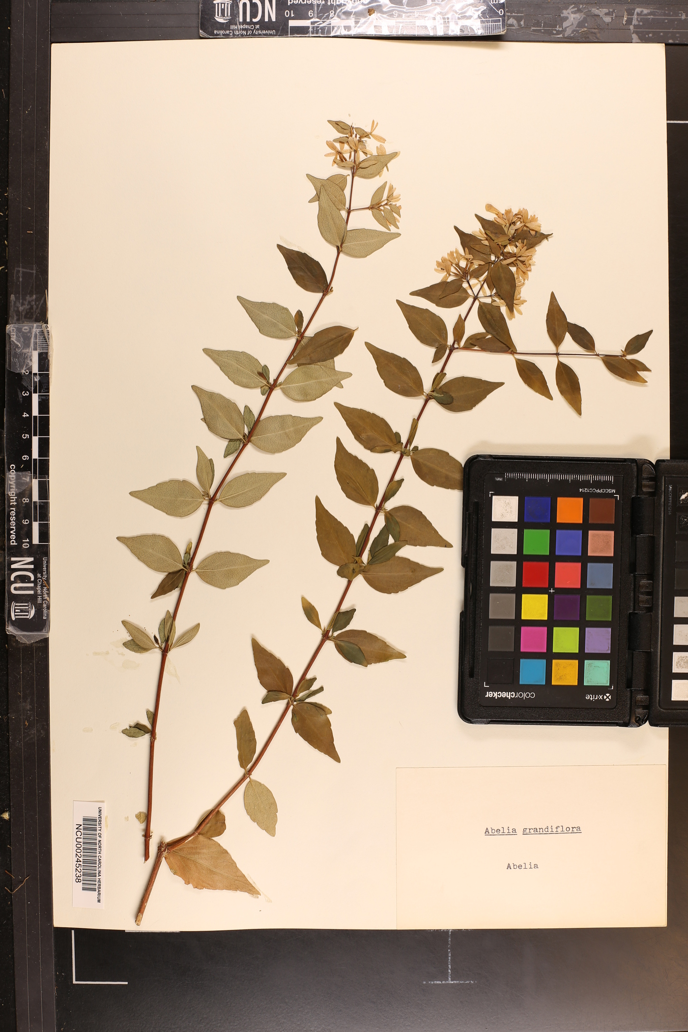 Abelia grandifolia image